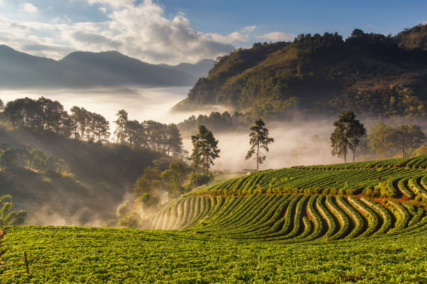 istock View of Morning Mist at doi angkhang Mountain 950923706