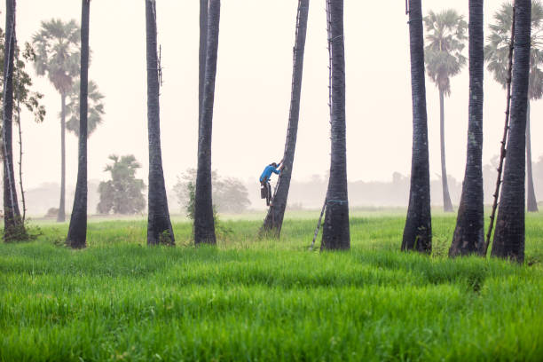 istock People with career climbing palm sugar to keep fresh. 950926756