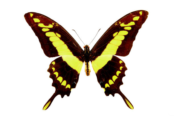 istock yellow tropical butterfly. isolated on white 950928016