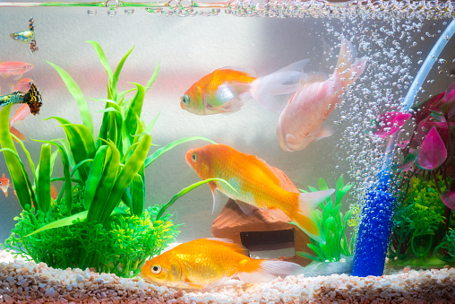 Little fish in fish tank or aquarium, gold fish, guppy and red fish, fancy carp with green plant, underwater life concept.