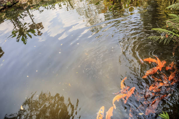istock koi fish in garden pond decorative landscape design 950928234