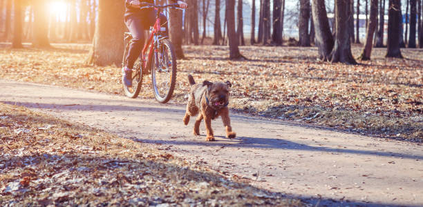 istock little dog running along the path in the park 950932580