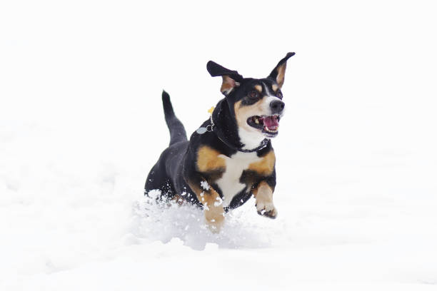 istock Happy Entlebucher Mountain dog with a collar running outdoors on a snow in winter 950934640