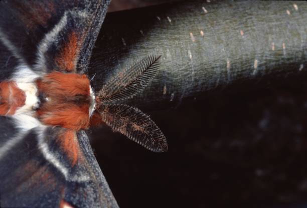 cecropia moth (hyalophora cecropia) - moth silk moth night lepidoptera stock-fotos und bilder