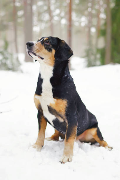 istock Entlebucher Mountain dog sitting outdoors on a snow in winter forest 950934722