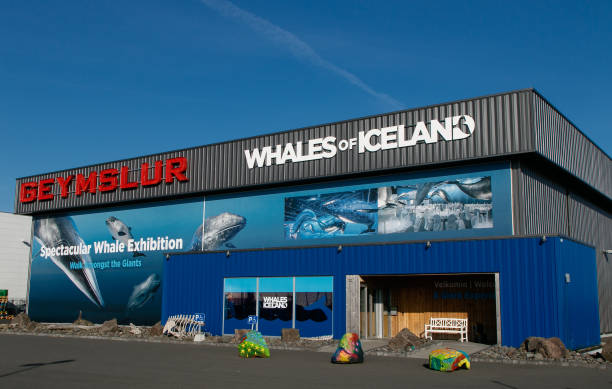 Whales of Iceland Reykjavik, Iceland, August 22, 2017: The exterior of the building where the Whales of Iceland exhibition is held. iceland whale stock pictures, royalty-free photos & images