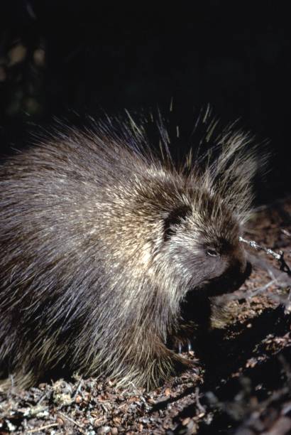 istock North American Porcupine (Erethizon Dorsatum) 950943896