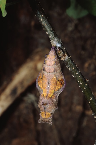 Pipevine Swallowtail Butterfly Pupa Cocoon (Battus Philenor). Photographed by acclaimed wildlife photographer and writer, Dr. William J. Weber.