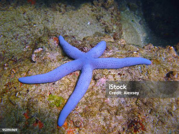 Stella Di Mare - Fotografie stock e altre immagini di A forma di stella - A forma di stella, Acqua, Animale