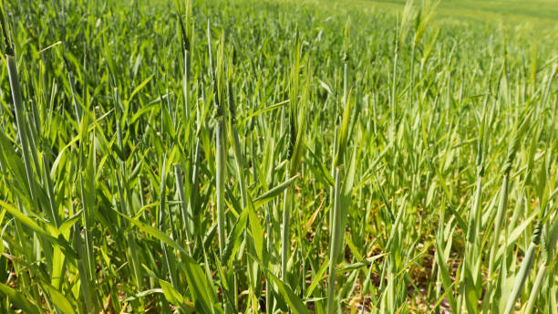istock A close-up image of growing green barley field. 950958012