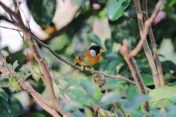 istock a Silver eared Mesia the beautiful yellow bird and silver 950962494