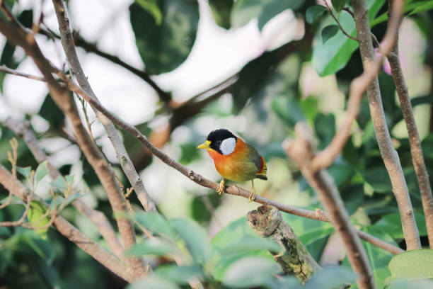 istock a Silver eared Mesia the beautiful yellow bird and silver 950962496