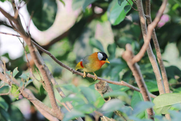 istock a Silver eared Mesia the beautiful yellow bird and silver 950962500