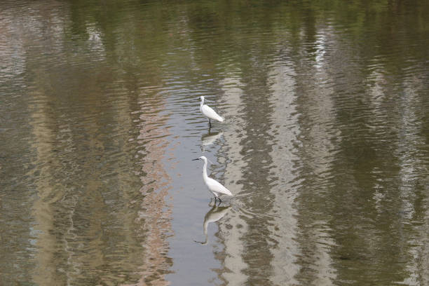 istock the  little white heron stands on the shore against 950964626