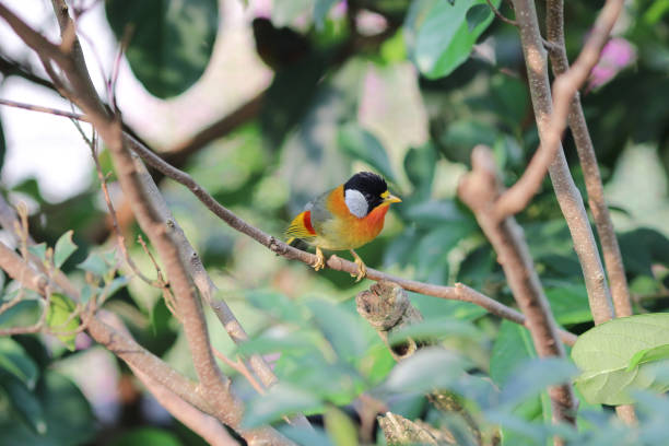 istock a Silver eared Mesia the beautiful yellow bird and silver 950964940