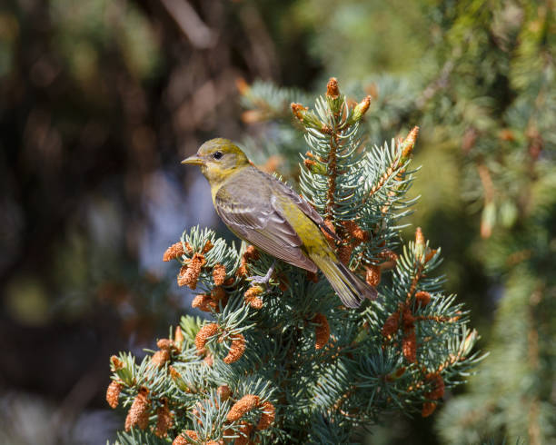 istock Female Western Tanager at rest 950964958