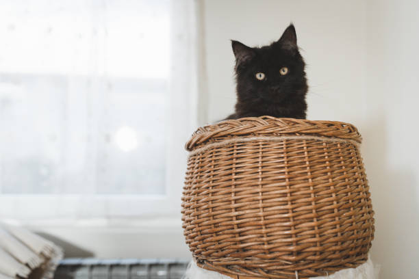 Cute black maine coon cat indoors