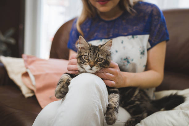 istock Cute kitten enjoying petting 950965042