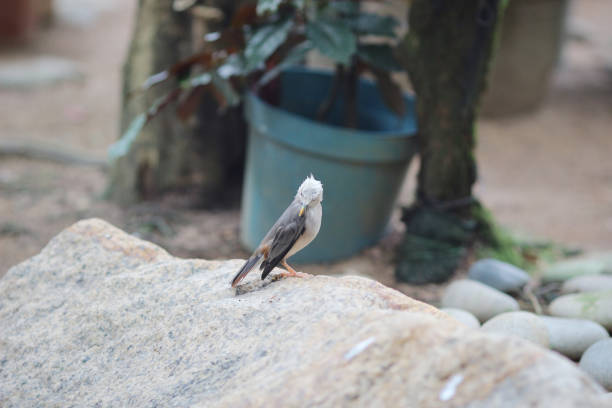 Red billed Starling Sturnus sericeus , hk, China