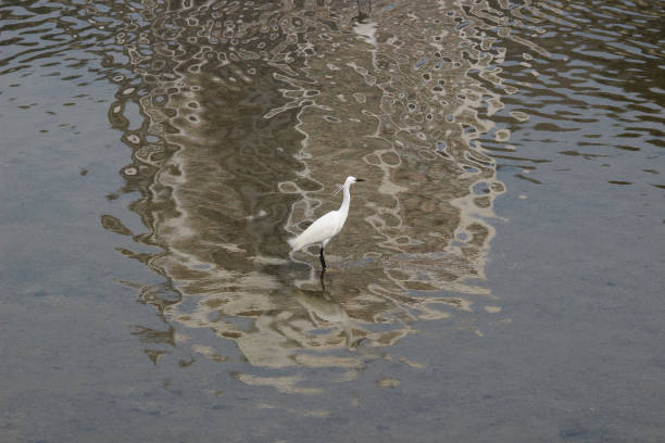istock the  little white heron stands on the shore against 950965296