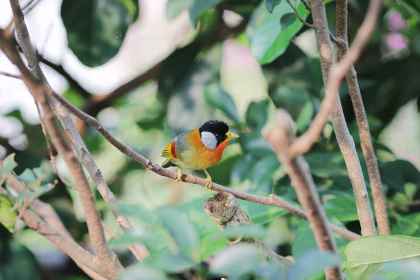 istock a Silver eared Mesia the beautiful yellow bird and silver 950965352