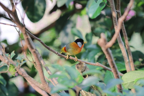 istock a Silver eared Mesia the beautiful yellow bird and silver 950965422