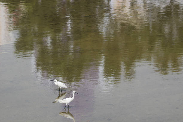 A little white heron stands on the shore against