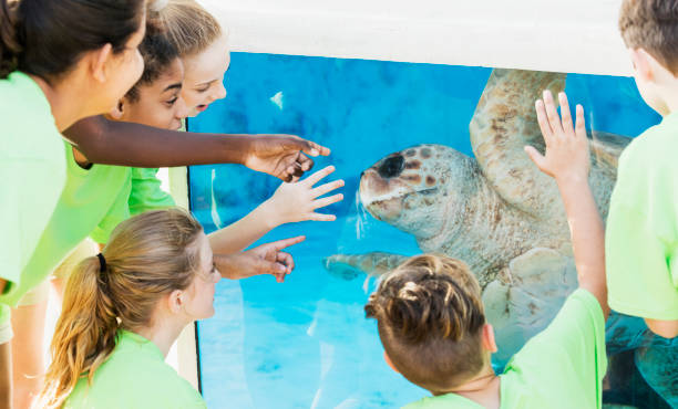 istock Multi-ethnic children watching sea turtle in aquarium 950966174