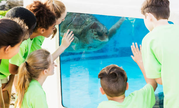 istock Multi-ethnic children watching sea turtle in aquarium 950966252