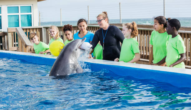 istock Children on field trip, dolphin, trainer at marine park 950966526