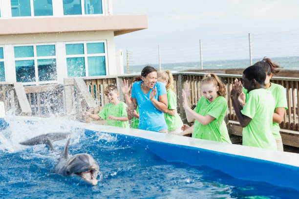 dzieci, nauczyciel w parku morskim, delfiny pluskanie - discovery elementary school field trip zoo zdjęcia i obrazy z banku zdjęć