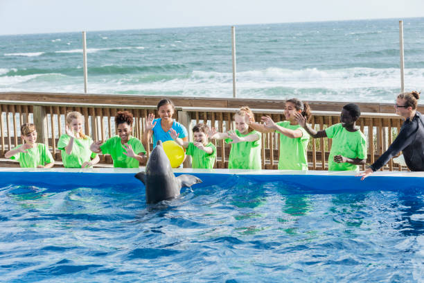 dzieci, nauczyciel w parku morskim bawiąc się delfinem - discovery elementary school field trip zoo zdjęcia i obrazy z banku zdjęć