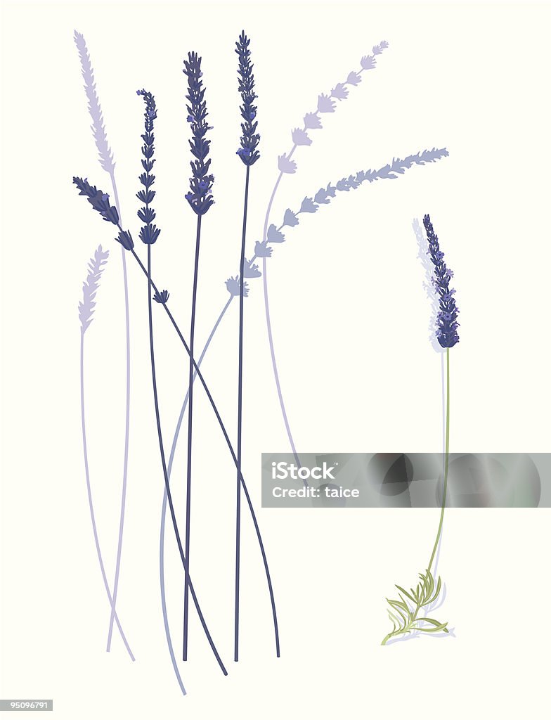 Lavendel Blumen - Lizenzfrei Lavendel Vektorgrafik