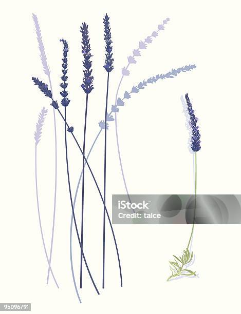 Lavendel Blumen Stock Vektor Art und mehr Bilder von Lavendel - Lavendel, Lavendelfarbig, Vektor
