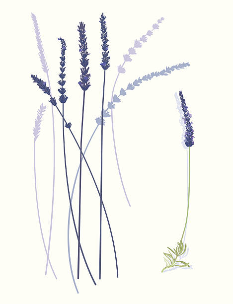 illustrations, cliparts, dessins animés et icônes de fleurs de lavande - lavender spa treatment health spa flower