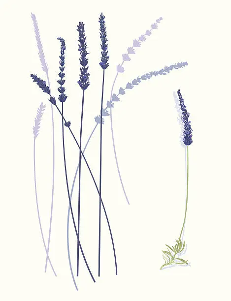 Vector illustration of Lavender Flowers