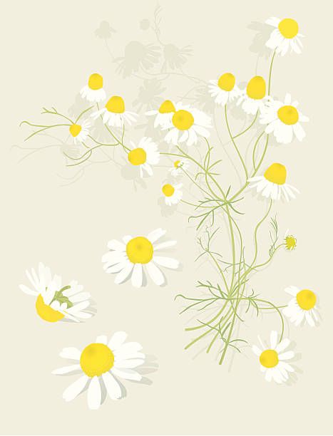 illustrazioni stock, clip art, cartoni animati e icone di tendenza di fiori di camomilla botanical-elementi di design - german chamomile chamomile plant smelling flower