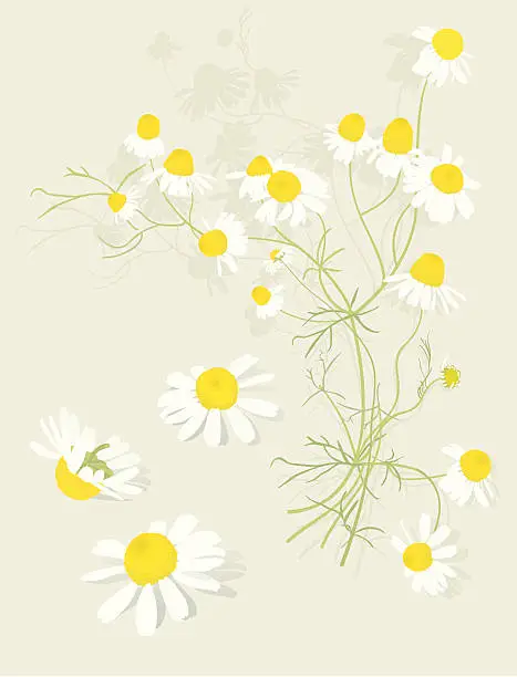 Vector illustration of Chamomile Flowers Botanical-Design Elements