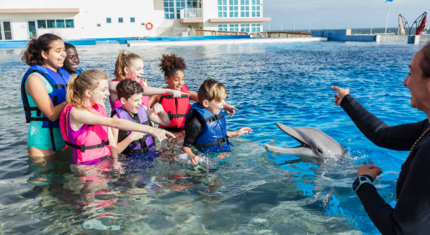 istock Children, trainer in water interacting with dolphin 950968840