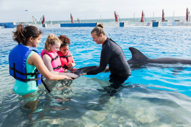 istock Girls with trainer in water petting dolphin 950968974