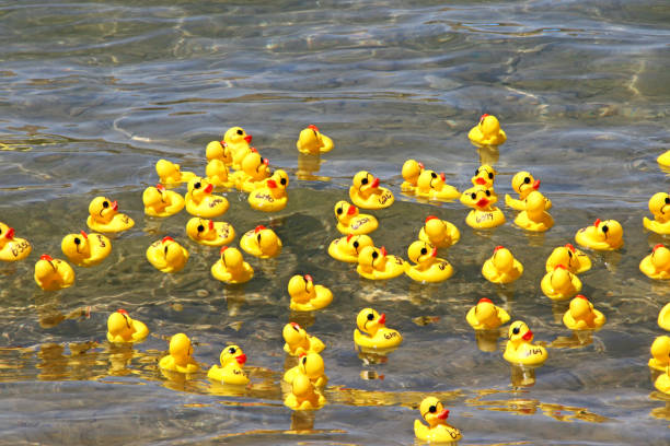 istock CLuster of yellow rubber ducks on clear water ripples 950968998