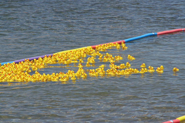 istock Large group of yellow rubber ducks on river small ripples 950969118