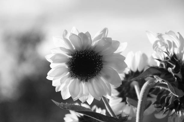 istock Black and white pure white sunflower dark center bright 950969610