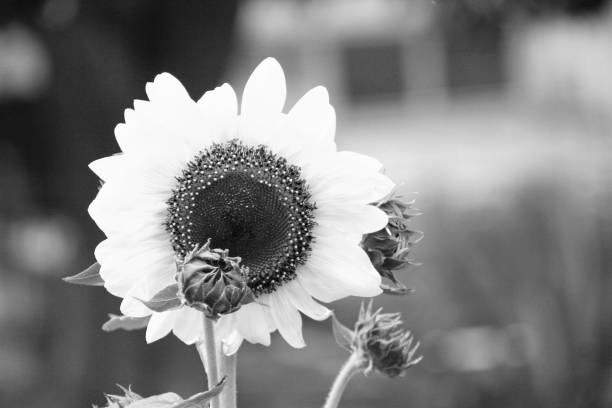 istock black and white sunflower in bloom with single bud 950969636