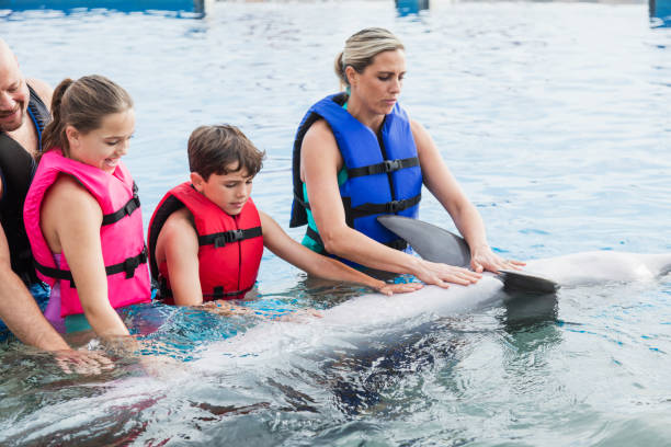 istock Family interacting with dolphin at marine park 950969886