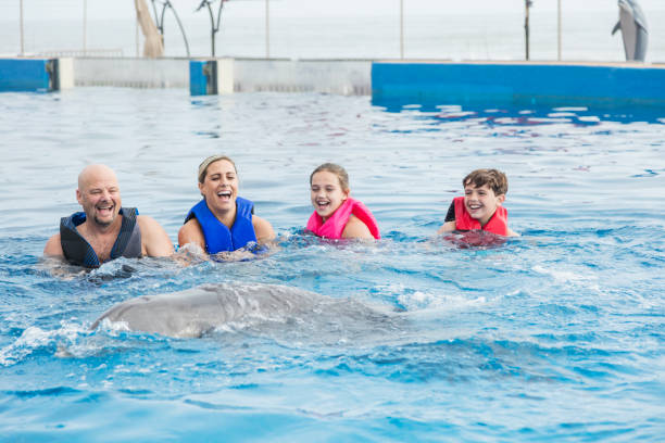 istock Family interacting with dolphin at marine park 950970080