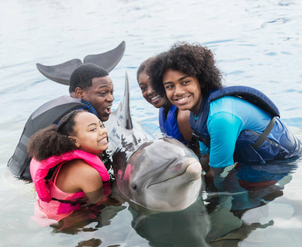 istock Family interacting with dolphin at marine park 950970286