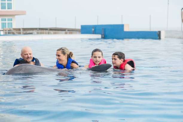 istock Family interacting with dolphin at marine park 950970336