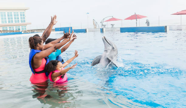 istock Family interacting with dolphin at marine park 950970422