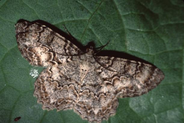 tulip tree beauty moth (epimecis hortaria) - epimecis imagens e fotografias de stock